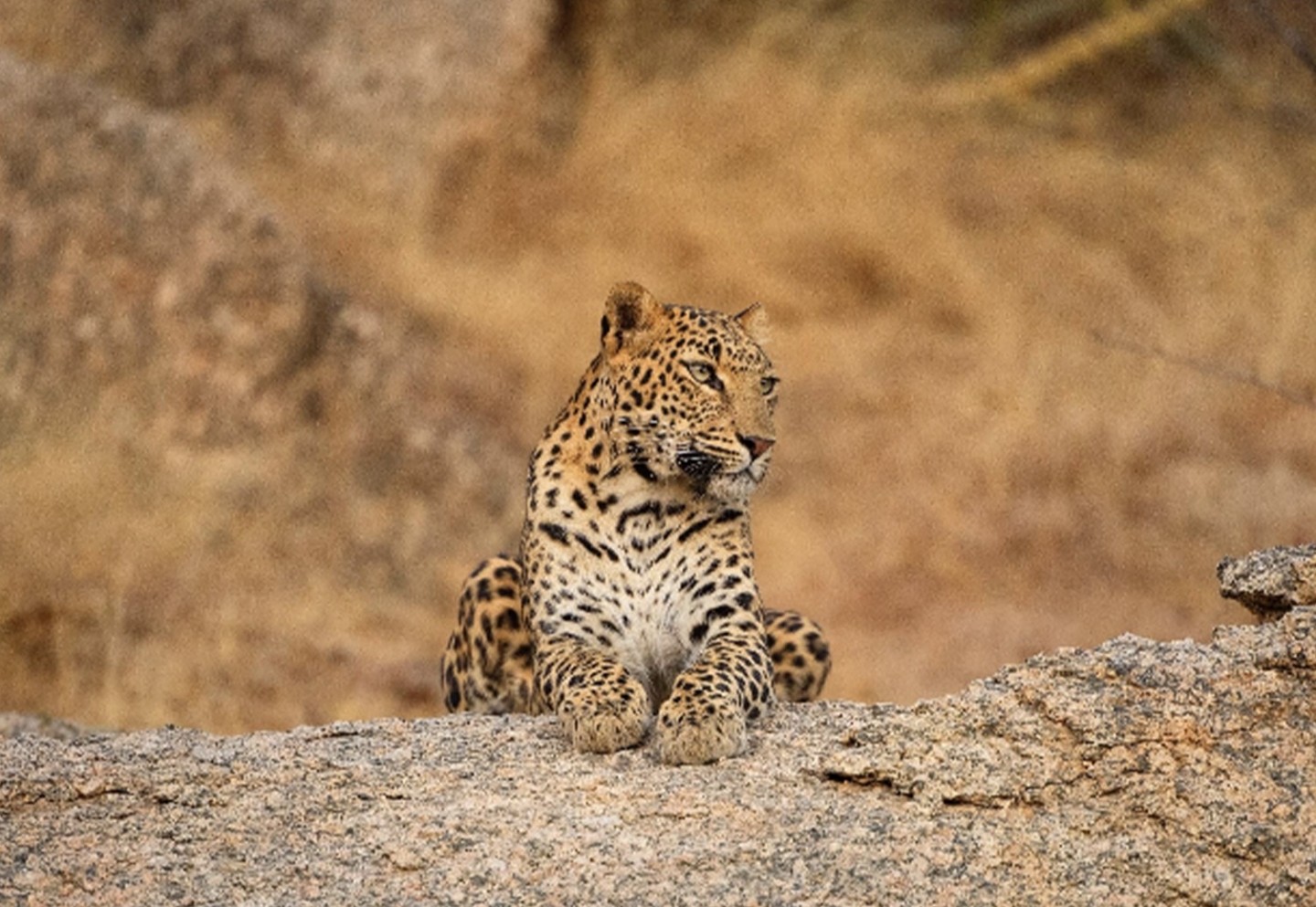 Jawai leopard